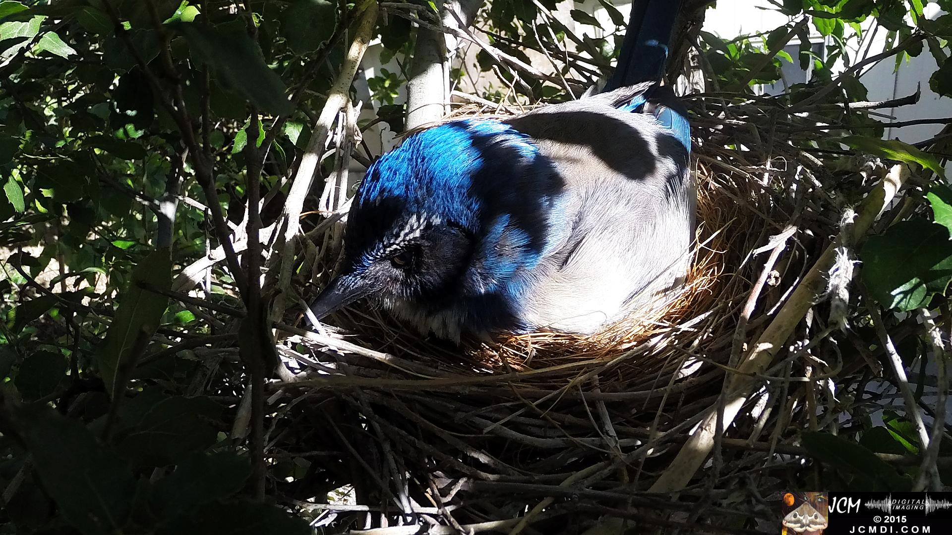 Scrub jay female on nest in dappled light santa clarita jcmdi.com